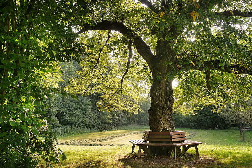 Peaceful park bench under large tree in green meadow