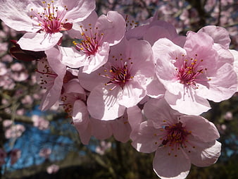 Close-up of pink cherry blossoms in spring sunlight