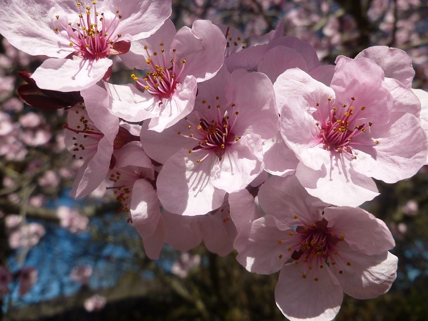 Close-up of pink cherry blossoms in spring sunlight