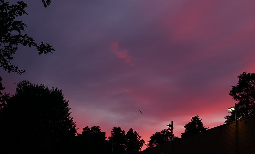 Vibrant Pink and Purple Sunset Sky with Silhouetted Trees