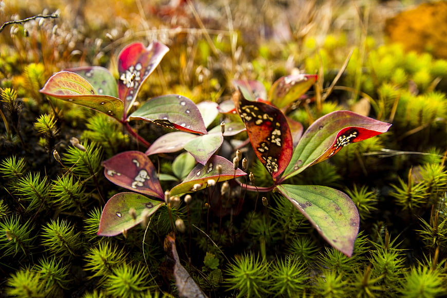 Close-up of spotted red and green leaves in mossy forest