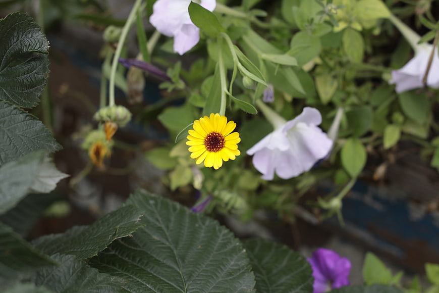 Yellow Coreopsis Flower Amidst Green Leaves and White Petunias