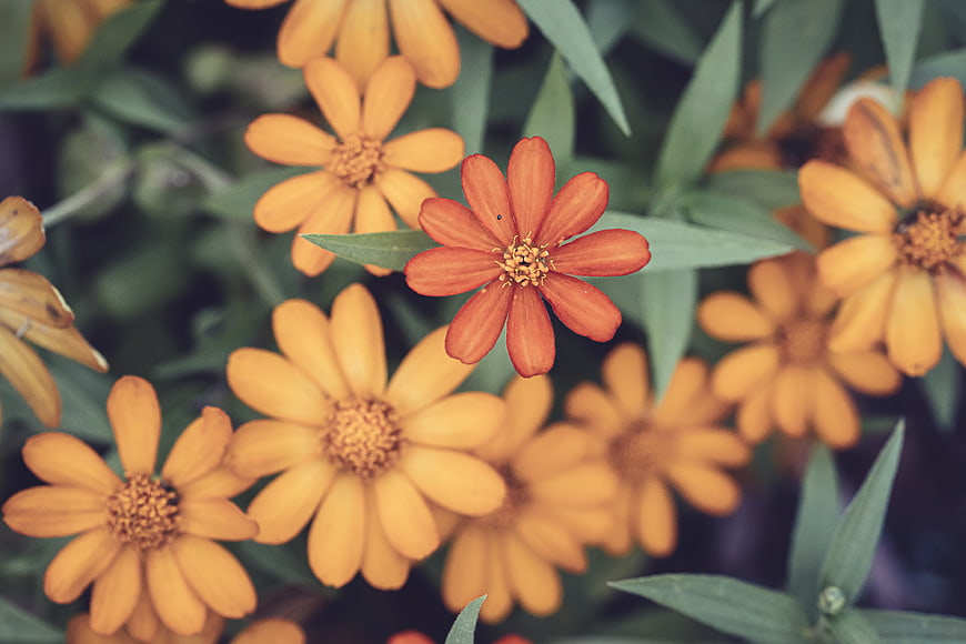 Close-up of vibrant orange zinnia flowers in a garden