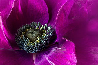 Vibrant Purple Anemone Flower Macro Close Up