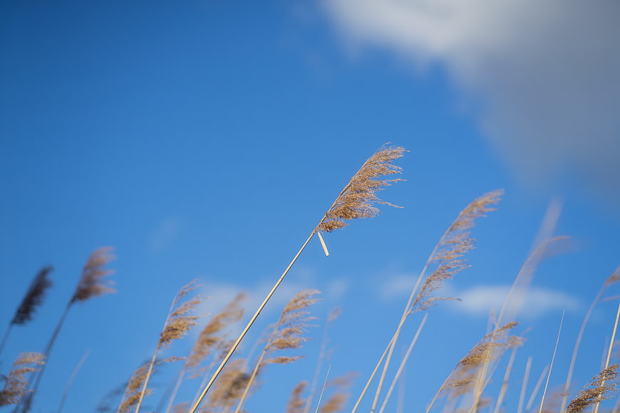 Tall dry reeds swaying against a bright blue sky