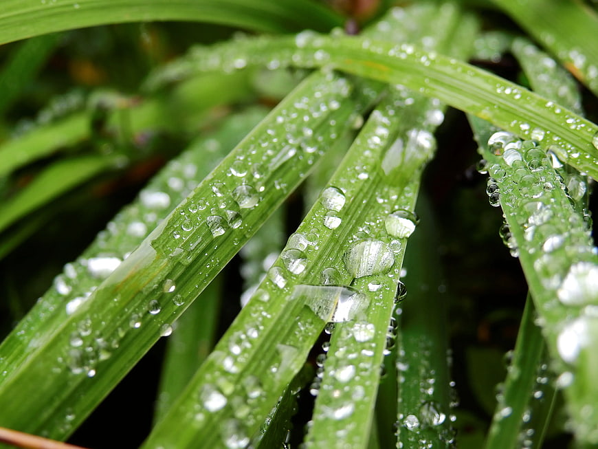 Close-up of water droplets on vibrant green grass blades