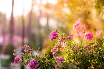 Pink geraniums blooming in golden sunlight with bokeh background