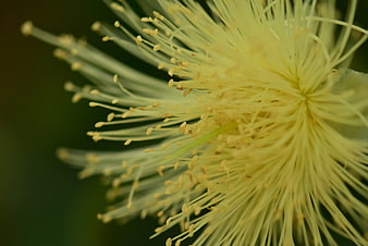 Macro Close-Up of Yellow Guava Flower Stamen