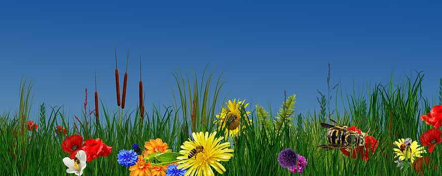 Colorful Summer Meadow with Wildflowers and Bees