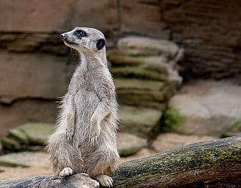 Cute Meerkat Standing Alert on a Log in Zoo