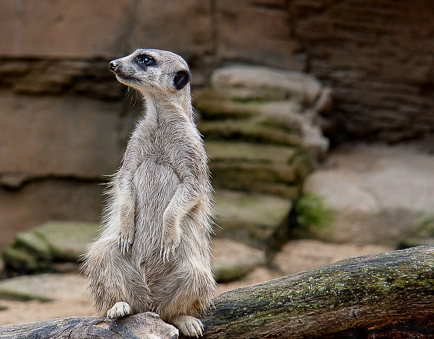 Cute Meerkat Standing Alert on a Log in Zoo