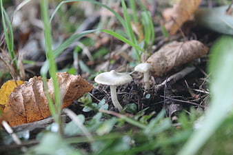 Small white mushrooms growing in forest floor leaves