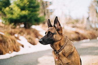 German Shepherd Dog Sitting on Road with Snow