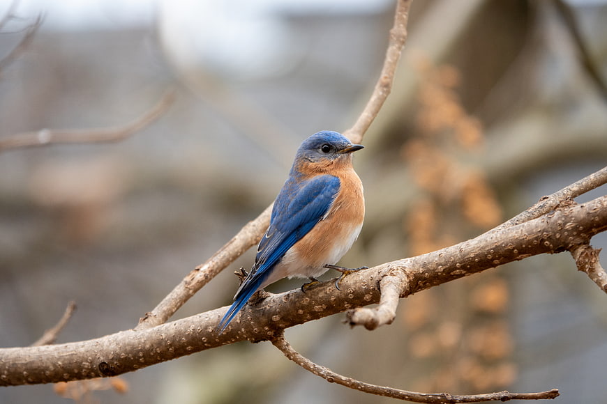 Eastern Bluebird Perched on Branch
