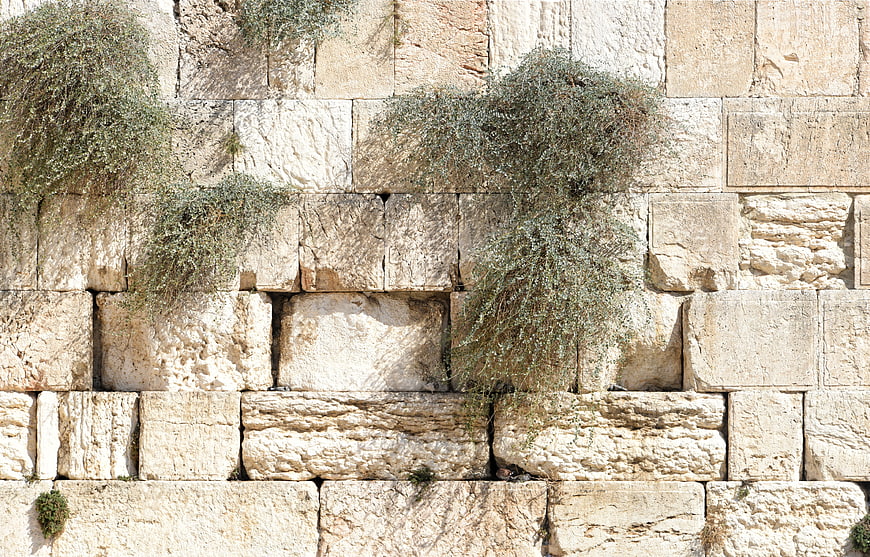 Ancient Jerusalem Wailing Wall with Draping Vegetation