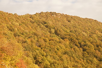 Autumn Forest on a Mountain Hillside