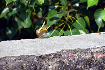 Small bird with insect on concrete ledge