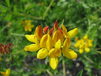 Close-up of yellow wildflowers with red buds in green meadow