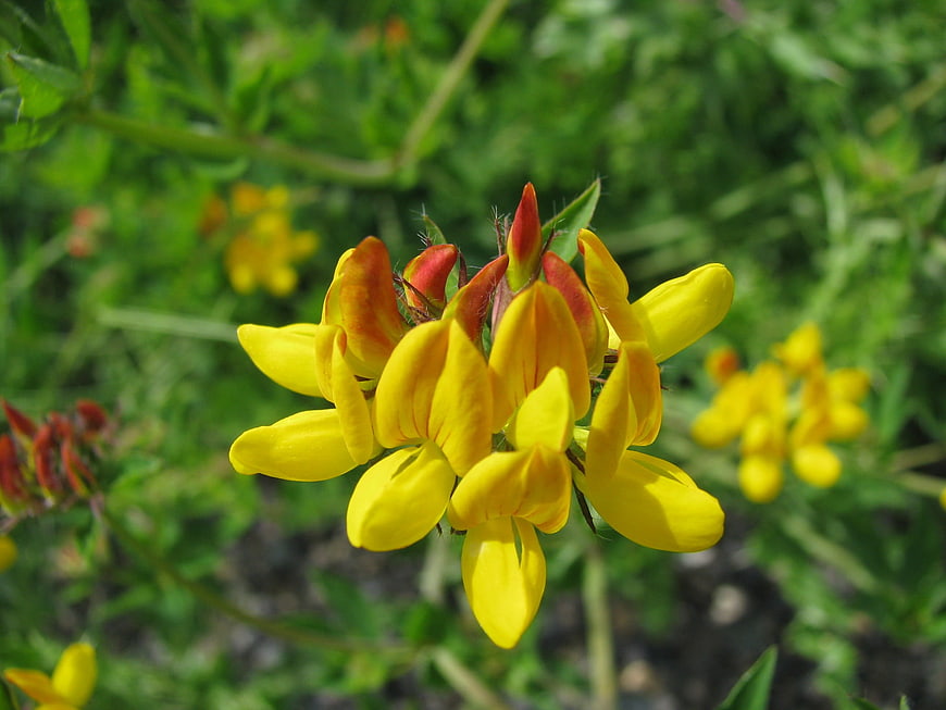 Close-up of yellow wildflowers with red buds in green meadow