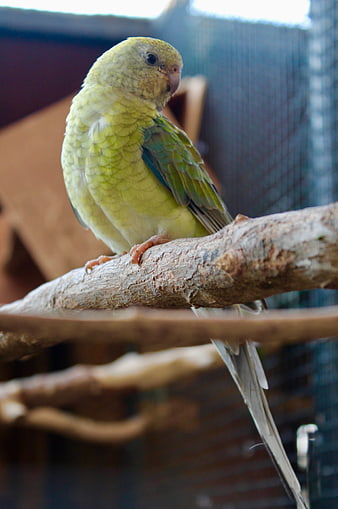 Green Quaker Parrot Perched on a Wooden Branch
