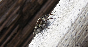 Close-up of a jumping spider on weathered wood
