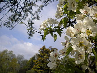 White Pear Blossoms on Branch Against Blue Sky