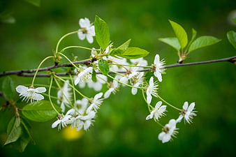 White cherry blossoms on a branch with green leaves