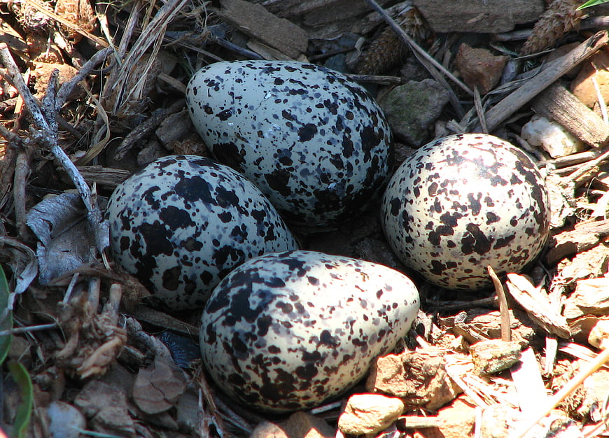 Speckled Killdeer Eggs in Natural Ground Nest