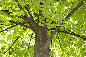 Low angle view of vibrant green tree canopy in summer