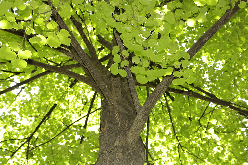 Low angle view of vibrant green tree canopy in summer