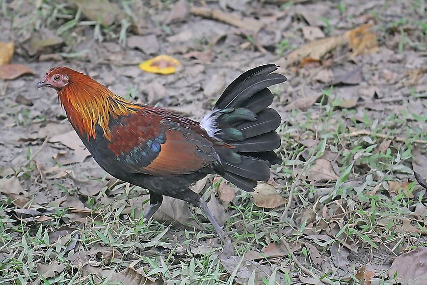 Red Jungle Fowl Rooster Walking on Forest Floor