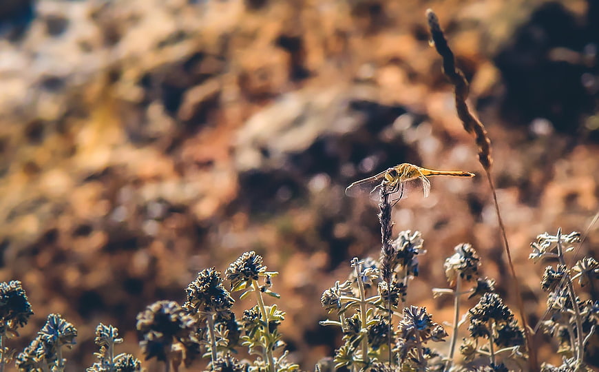 Golden dragonfly perched on dried plant in nature