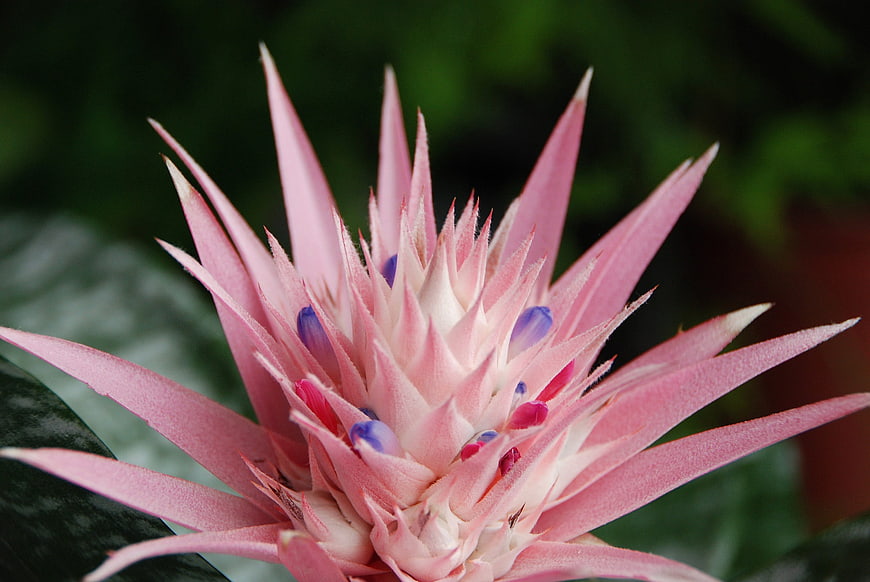 Close-up of Pink Bromeliad Flower with Blue Accents