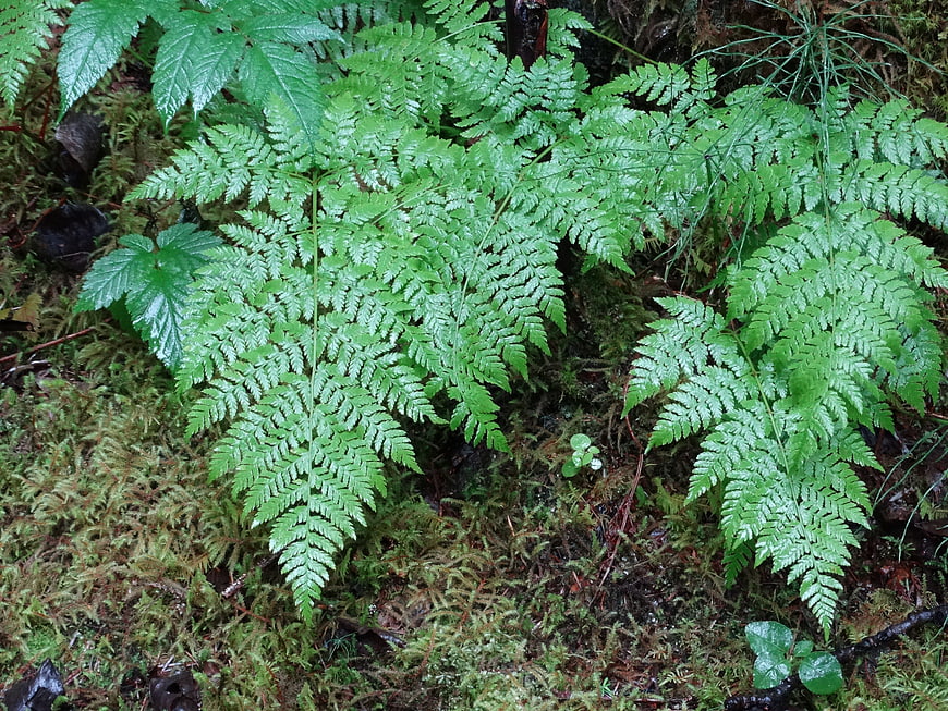 Lush Green Ferns Growing in Mossy Forest Floor