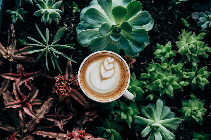 Top View Latte Art Coffee Cup Surrounded by Succulents