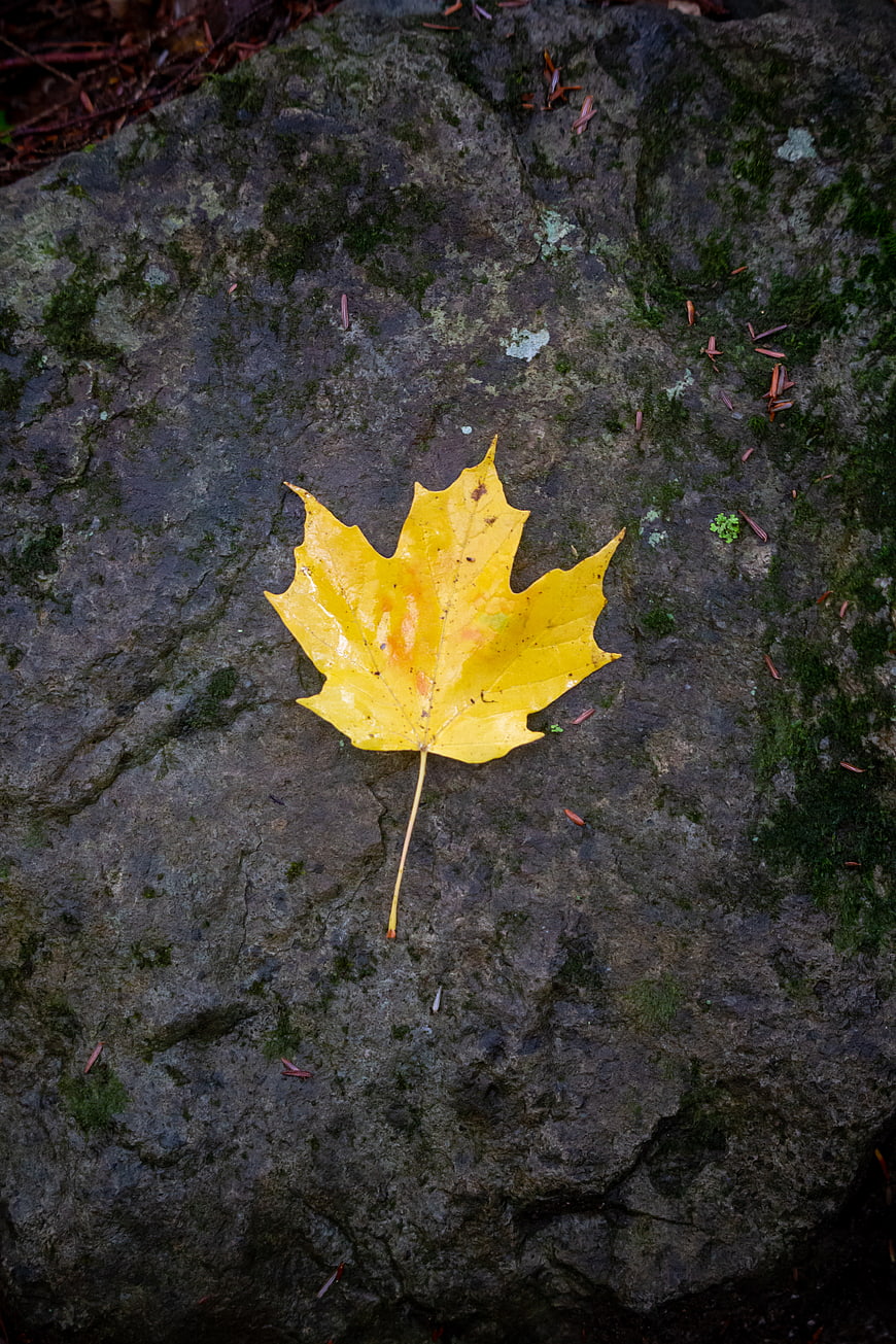 Lone Yellow Maple Leaf on Wet Mossy Rock