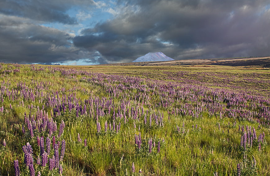 Purple Lupine Field with Snow-Capped Mountain and Dramatic Sky