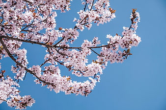 Pink cherry blossoms on branches against a clear blue sky