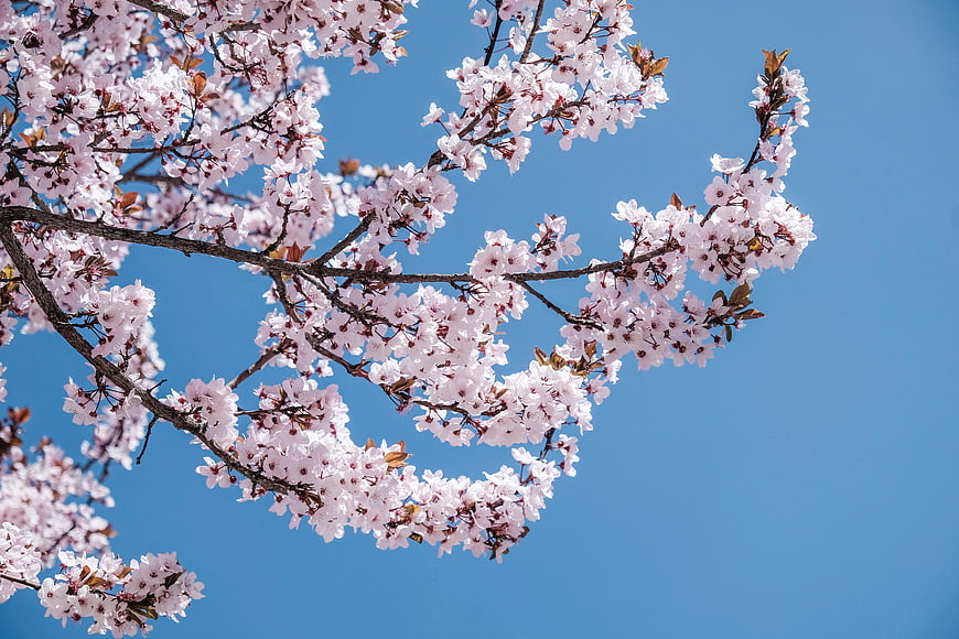 Pink cherry blossoms on branches against a clear blue sky