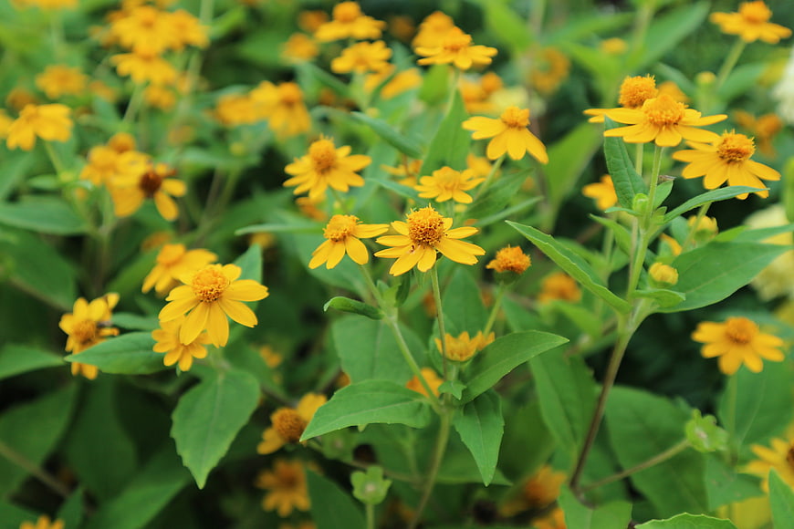 Vibrant Yellow Wildflowers in Green Garden
