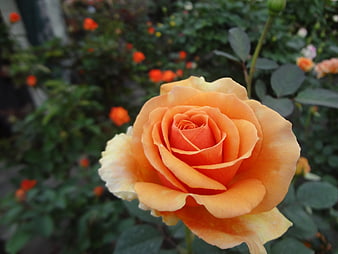 Close-up of vibrant orange rose in garden