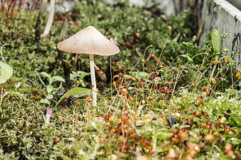 Small mushroom growing in lush green moss macro