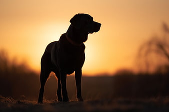 Silhouette of a dog standing against a golden sunset background