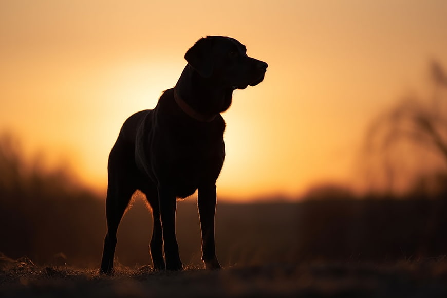 Silhouette of a dog standing against a golden sunset background
