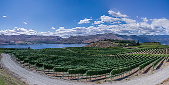 Panoramic Vineyard Rows by Lake with Mountains