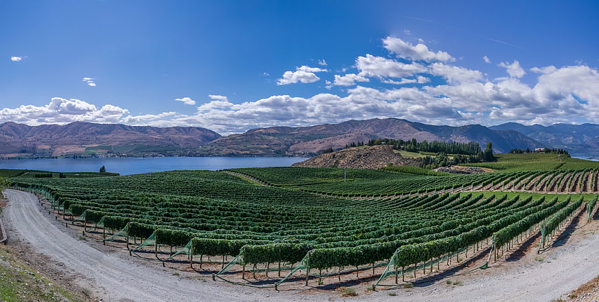 Panoramic Vineyard Rows by Lake with Mountains