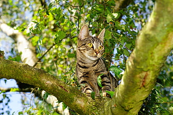 Brown Tabby Cat Sitting in a Tree Branch