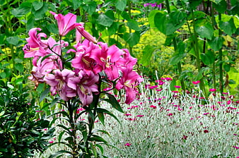 Vibrant Pink Lilies in a Lush Summer Garden
