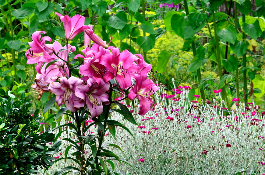 Vibrant Pink Lilies in a Lush Summer Garden