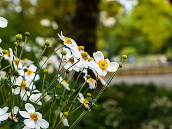 White Anemone Flowers with Yellow Centers in Garden